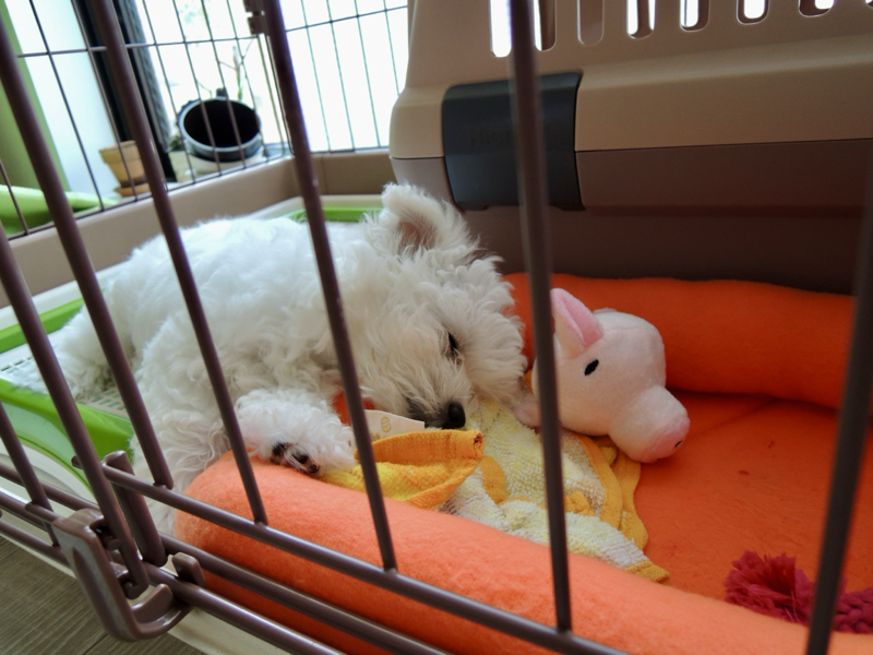 愛犬ムース