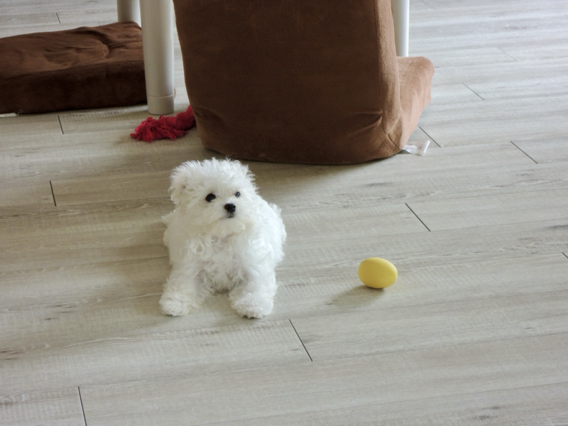 愛犬ムース
