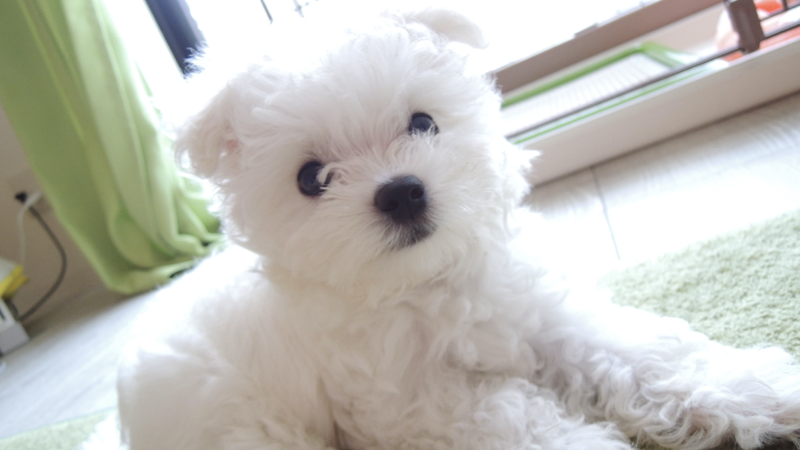 愛犬ムース
