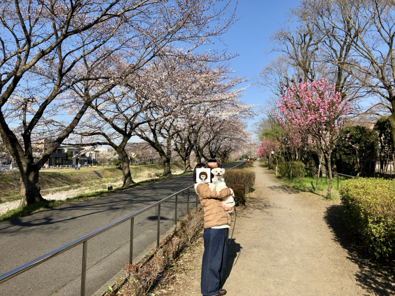 愛妻と愛犬とお花見