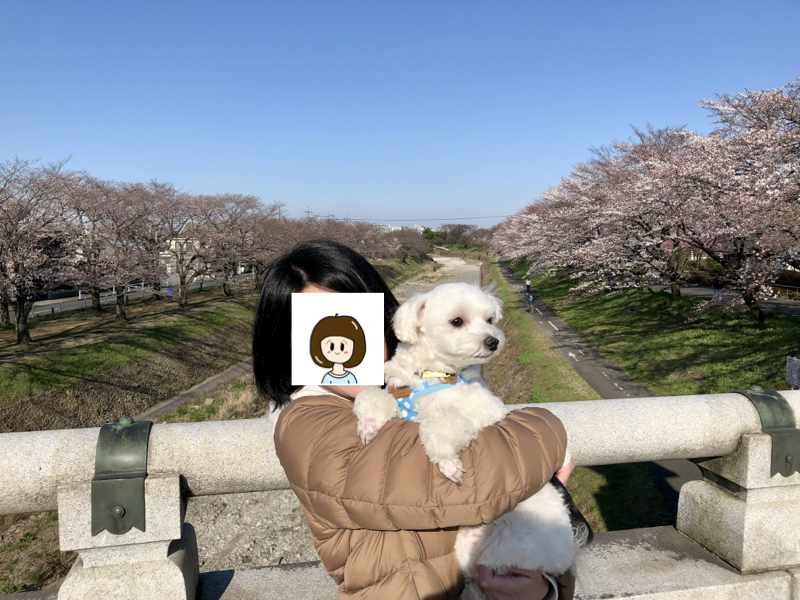 愛妻と愛犬とお花見