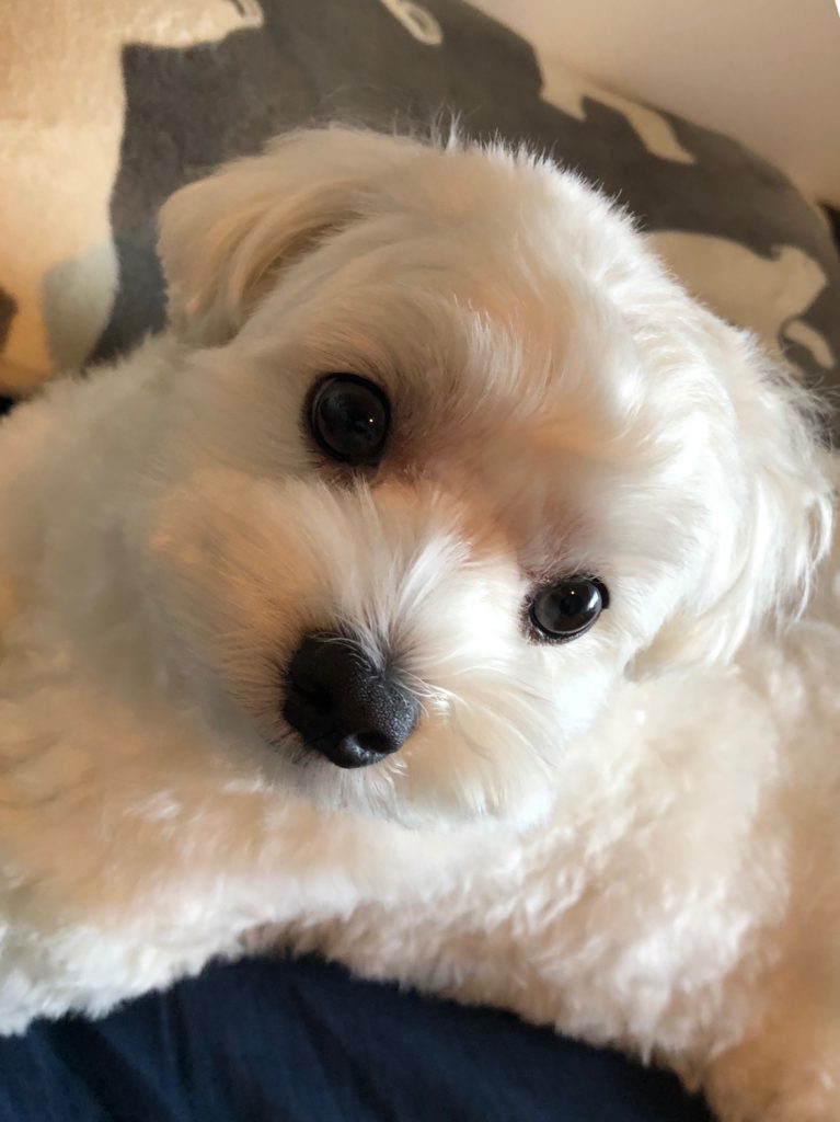 マルプー犬ムース