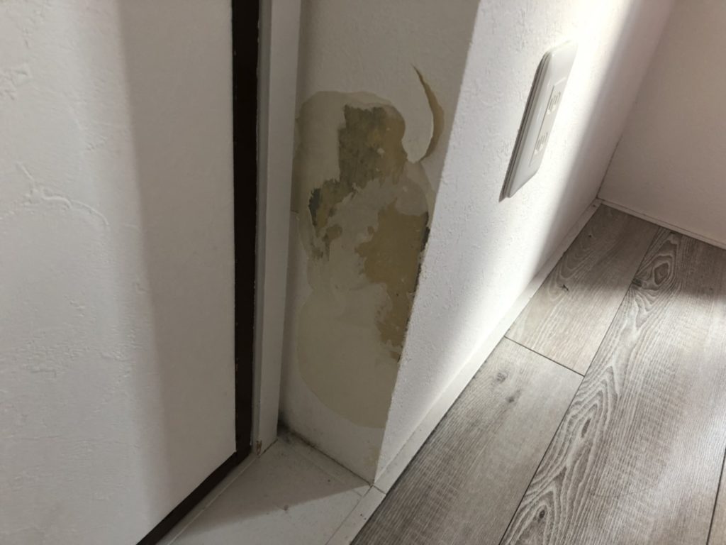 マルプー犬ムース