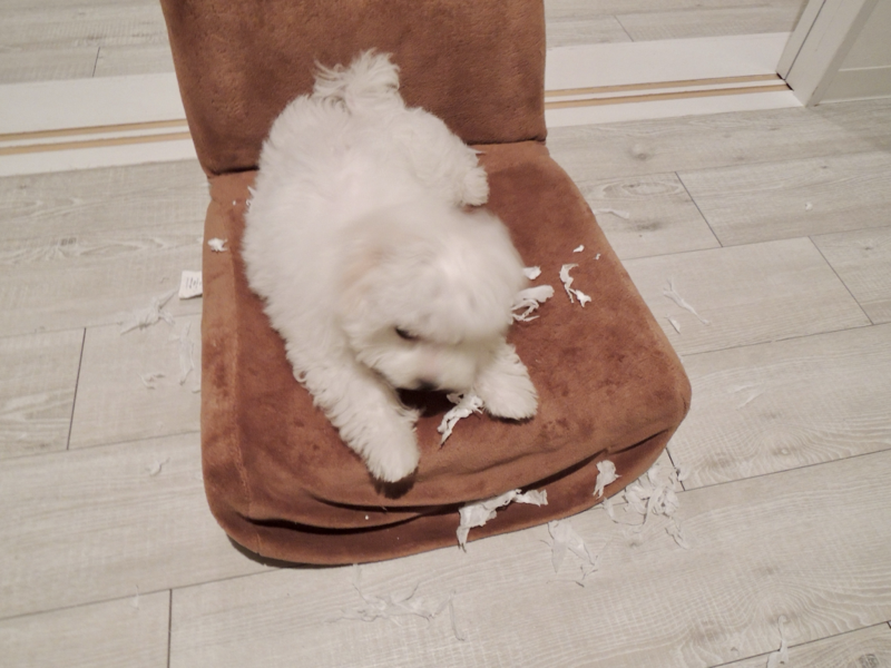 愛犬ムースの事件簿