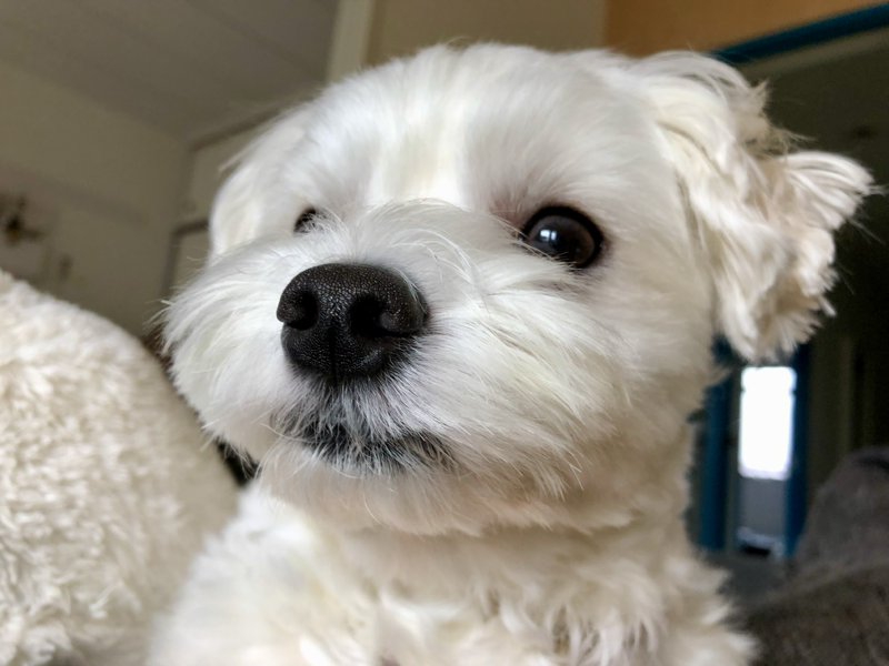 愛犬ムースの事件簿