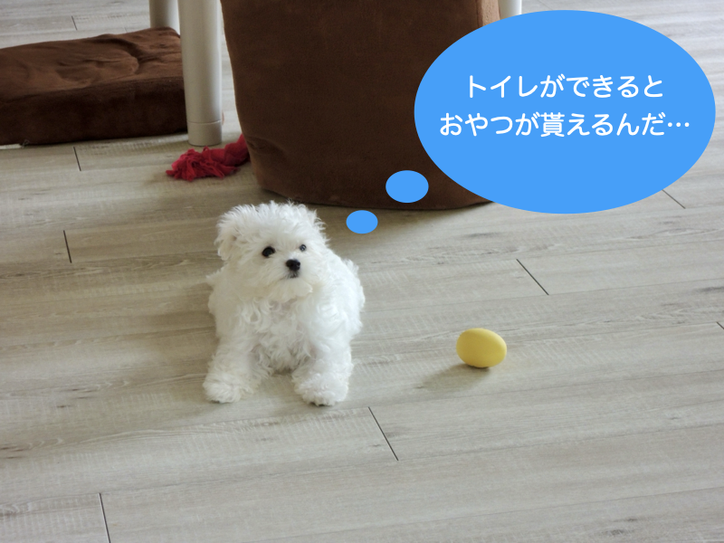 愛犬ムース