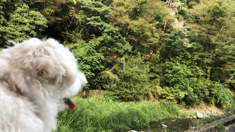 愛犬ムース
