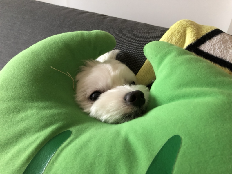 2019年の思い出