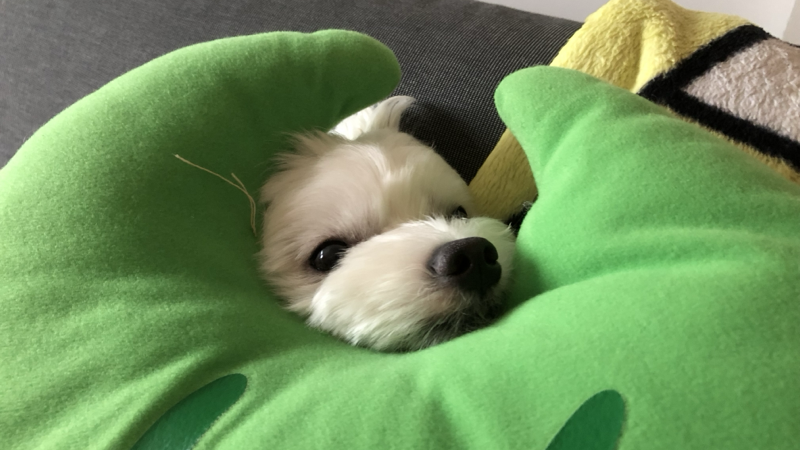 愛犬ムース