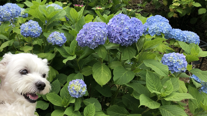 愛犬とあじさい