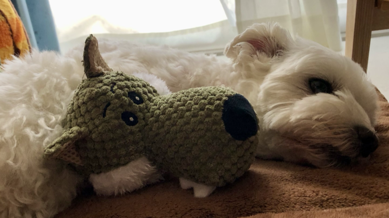 愛犬ムースとおもちゃ