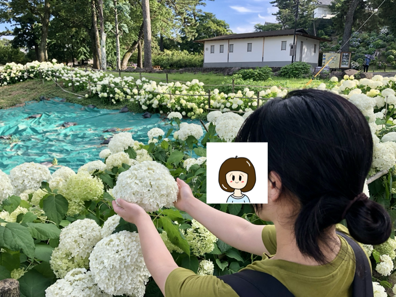 愛妻とあさがお