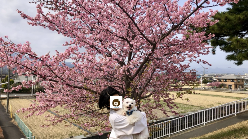 愛妻と愛犬と桜の木