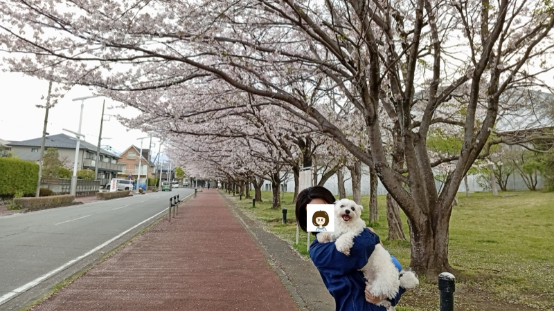 愛妻と愛犬と桜
