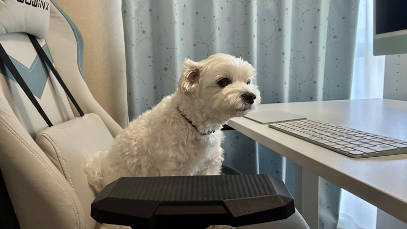 愛犬と書斎